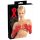 LATEX - lange, unisex Handschuhe (rot) - L